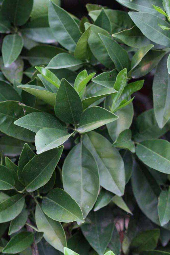              Sun leaves (Riverside, CA)       